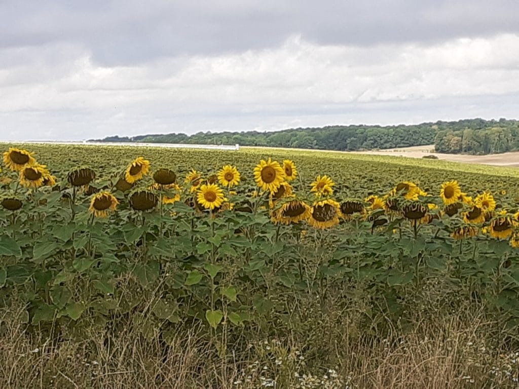 tournesols